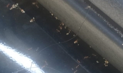 Xin cách xử lý vụ kiến bò vào xe Xpander?