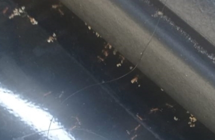 Xin cách xử lý vụ kiến bò vào xe Xpander?