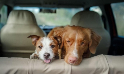 Kinh nghiệm lái xe: 4 cách khử mùi hôi của của thú cưng trên xe