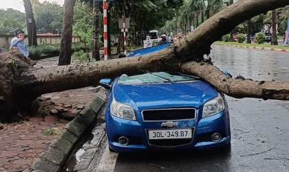 Ảnh TNGT: Chevrolet Aveo BKS 30L 34987 bị cây xà cừ bật gốc đè trúng ngay trước khi bão về