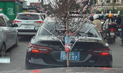 Ý thức Giao thông: Tài xế cầm lái Toyota Camry biển xanh 80A bị phạt 23 triệu đồng vì chở đào che biển số