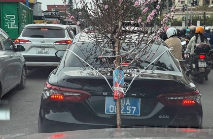 Ý thức Giao thông: Tài xế cầm lái Toyota Camry biển xanh 80A bị phạt 23 triệu đồng vì chở đào che biển số